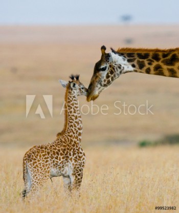 Picture of Female giraffe with a baby in the savannah Kenya Tanzania East Africa An excellent illustration